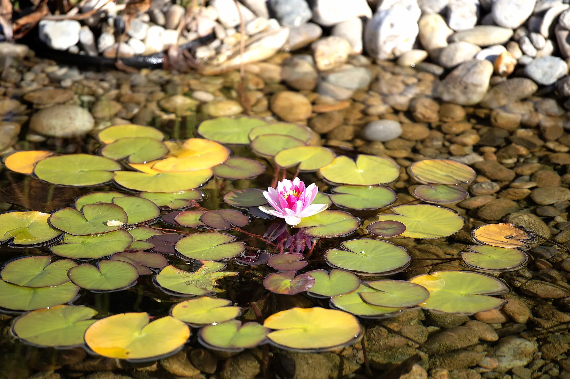 Water lily in the natural pond